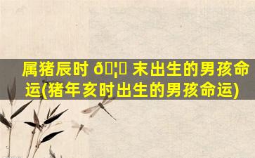 属猪辰时 🦆 末出生的男孩命运(猪年亥时出生的男孩命运)